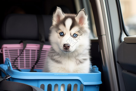 车厢里的小狗图片