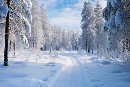 冰雪中的森林之路图片