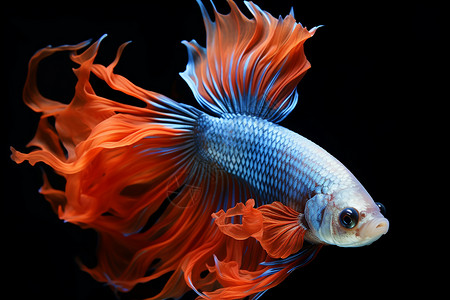 水族馆中的热带鱼高清图片