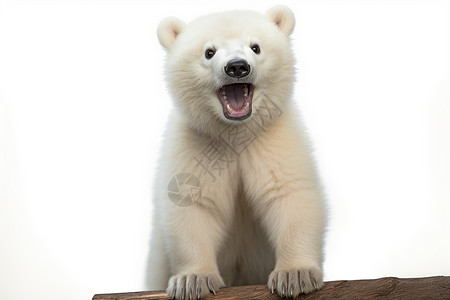 北极熊的幼崽图片