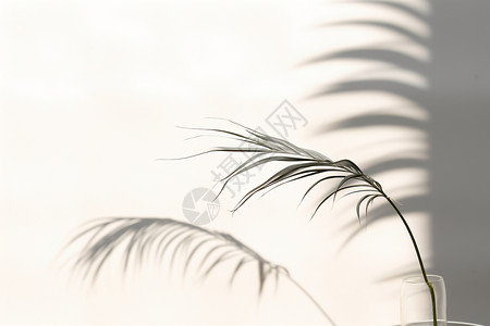 白墙上的植物阴影背景图片