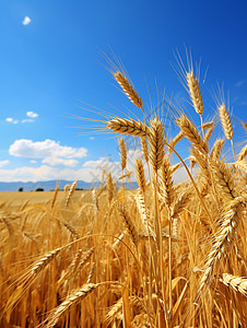 小麦蓝天丰收的麦田背景