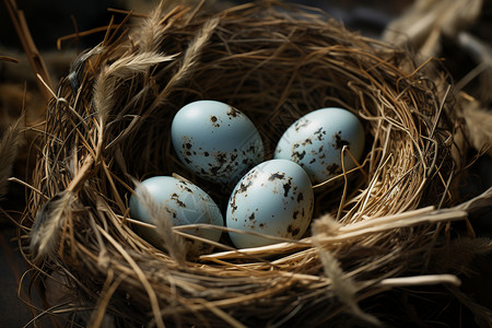 鸟巢里有几颗蛋图片