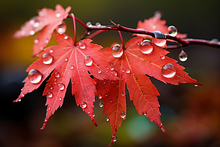 红色枫叶上的水滴高清图片