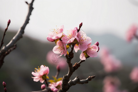 美丽的粉色桃花图片