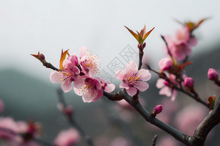 春日粉色桃花绽放图片