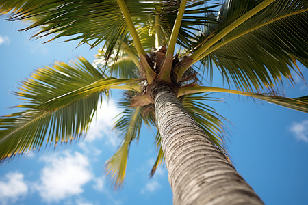 一棵高高的棕榈树背景图片
