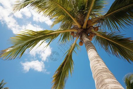 天空下的棕榈树图片