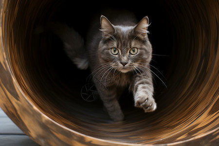 管道中有一只可爱的猫图片