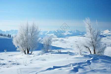 雪地中树木冰天雪地中的静景背景