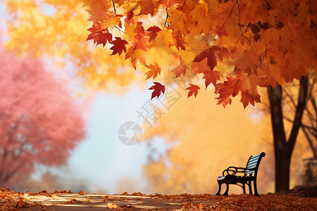 秋天街道上落满了树叶背景图片