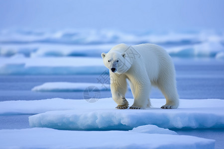熊冰川行走在冰川上的熊背景