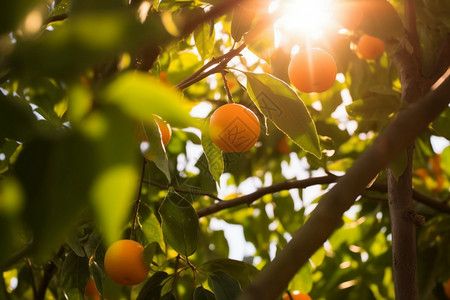橘子果园夏日里成熟的橙子树背景