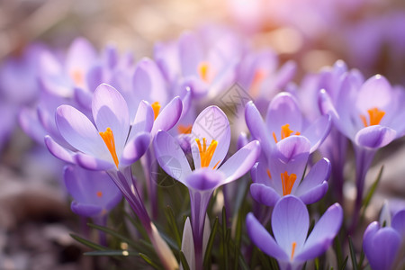 紫色花朵上的黄色花蕊背景图片