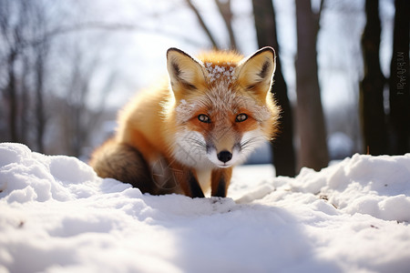 雪地上的毛茸茸的狐狸动物图片