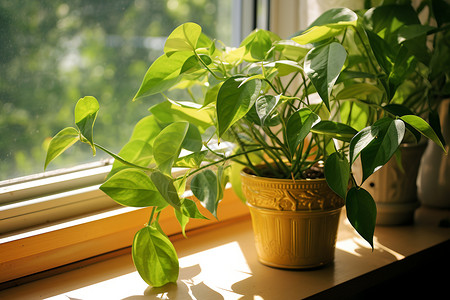 阳光下的窗前绿植背景图片