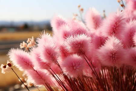 粉红的尖刺草高清图片