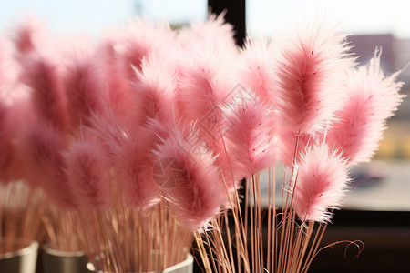 窗台的粉色植物图片