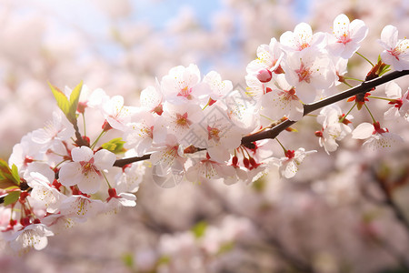 春日花开的樱花图片