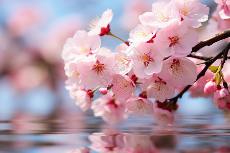 樱花盛开下的水影图片