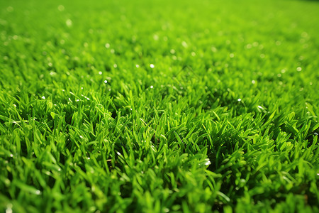清新的夏日草坪背景图片