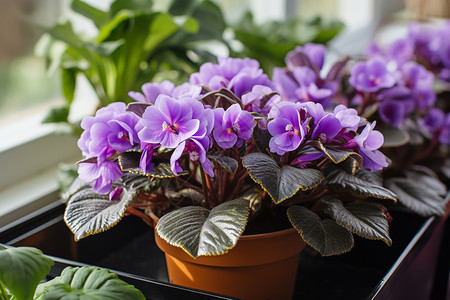 窗台上的紫色花背景图片
