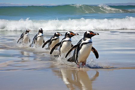 企鹅群在海滩上嬉戏图片
