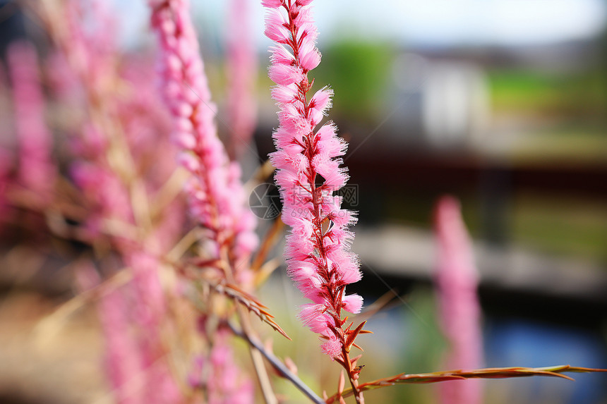 花海中的粉色花朵图片