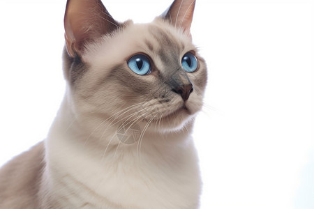 蓝眼猫俯坐于桌上远望图片
