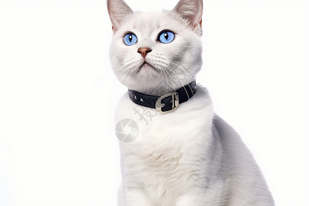 猫咪佩戴铃铛高清图片
