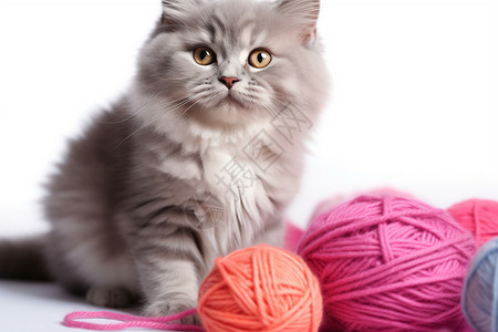 玩毛线团猫咪小猫咪在玩线球背景