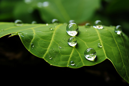 清新绿叶上的水滴图片