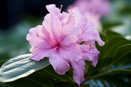 粉色的紫罗兰花朵背景图片