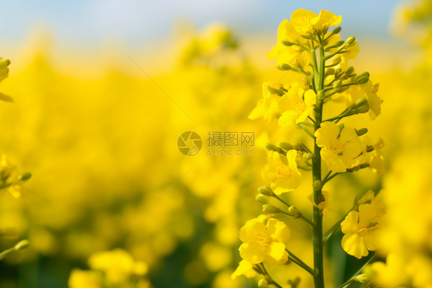 花海里的黄色花朵图片