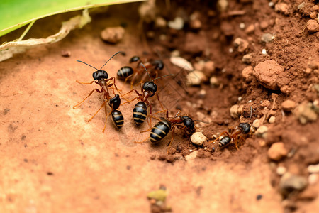 忙碌的蚂蚁蚁群蚁穴高清图片