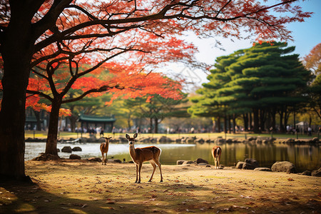 秋天鹿湖边的小鹿背景