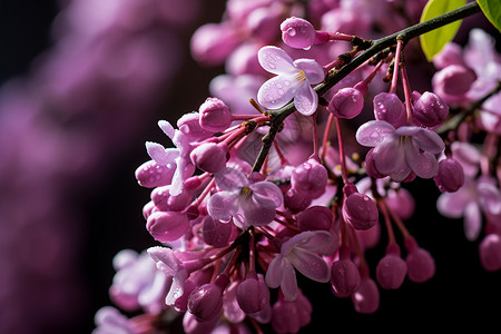 春天上新紫花枝上新绿欲盛背景