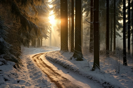 阳光穿透的森林背景图片