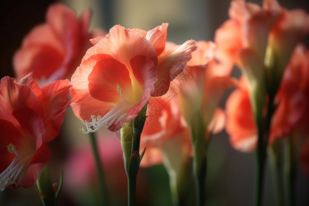 夏季花园中盛开的美丽兰花背景图片