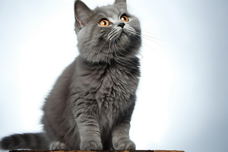 好奇的灰色猫咪背景图片