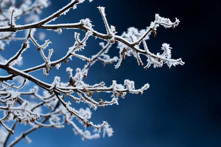 冬日的树枝图片