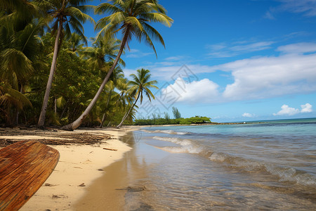 沙滩上的椰树图片