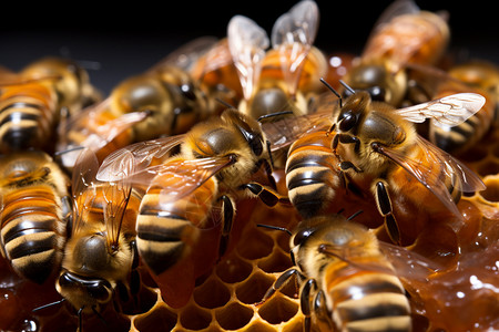 黄色的蜜蜂昆虫背景图片