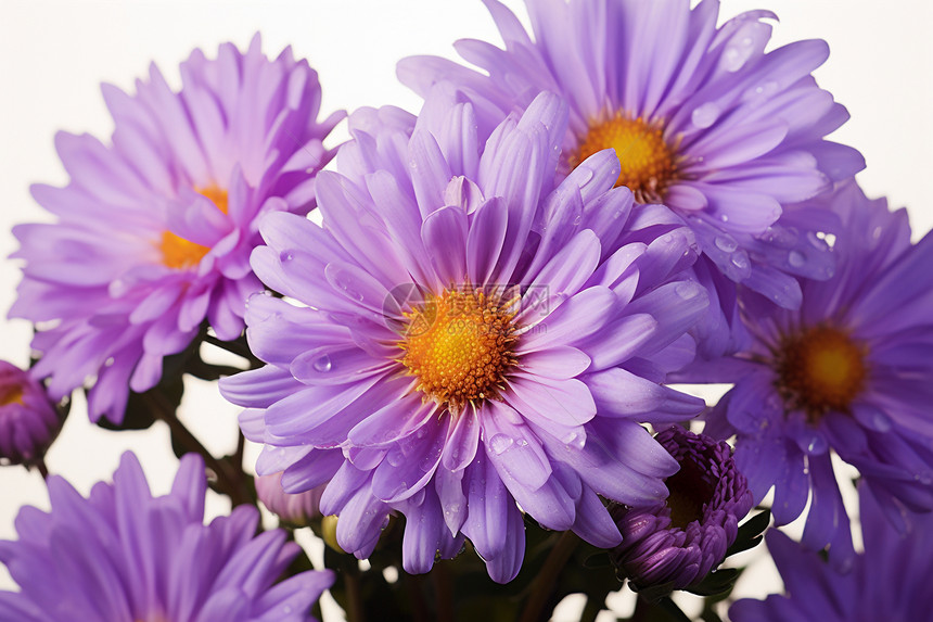 盛开的紫色雏菊图片