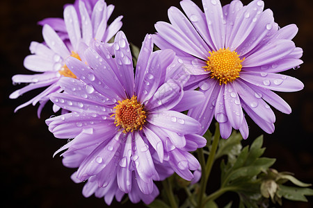 梦幻紫色花朵梦幻的紫色雏菊背景