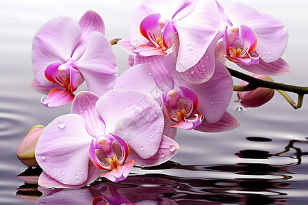 水面上漂浮的花朵背景图片