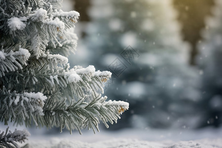 白色松树冬季白色的松树背景