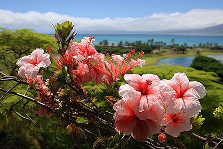 大红花光荣榜美丽的热带岛屿背景