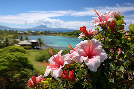 大红花光荣榜热带岛屿的风景背景