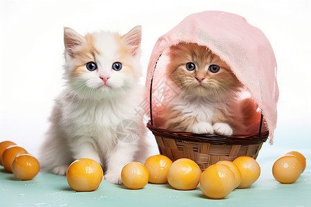 可爱的两只小猫咪背景图片